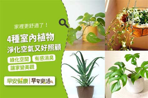 樹木淨化空氣|空氣植物淨化空氣指南：9種改善空氣品質的植物 